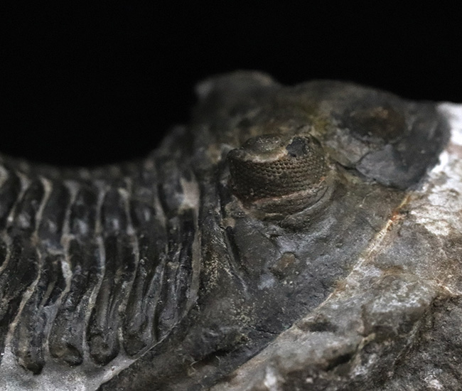 ジベル・イスムールのタゾライト層より採集された三葉虫、ホラルドプス・ハイフィンケリ(Hollardops hyfinkeli)の上質個体(その8)
