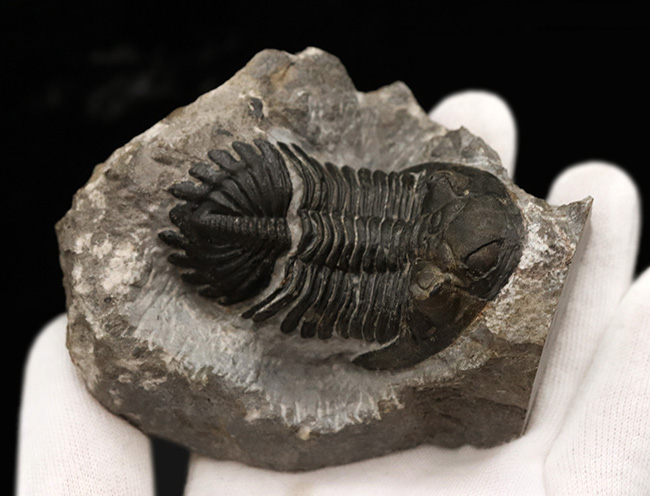 ジベル・イスムールのタゾライト層より採集された三葉虫、ホラルドプス・ハイフィンケリ(Hollardops hyfinkeli)の上質個体(その9)