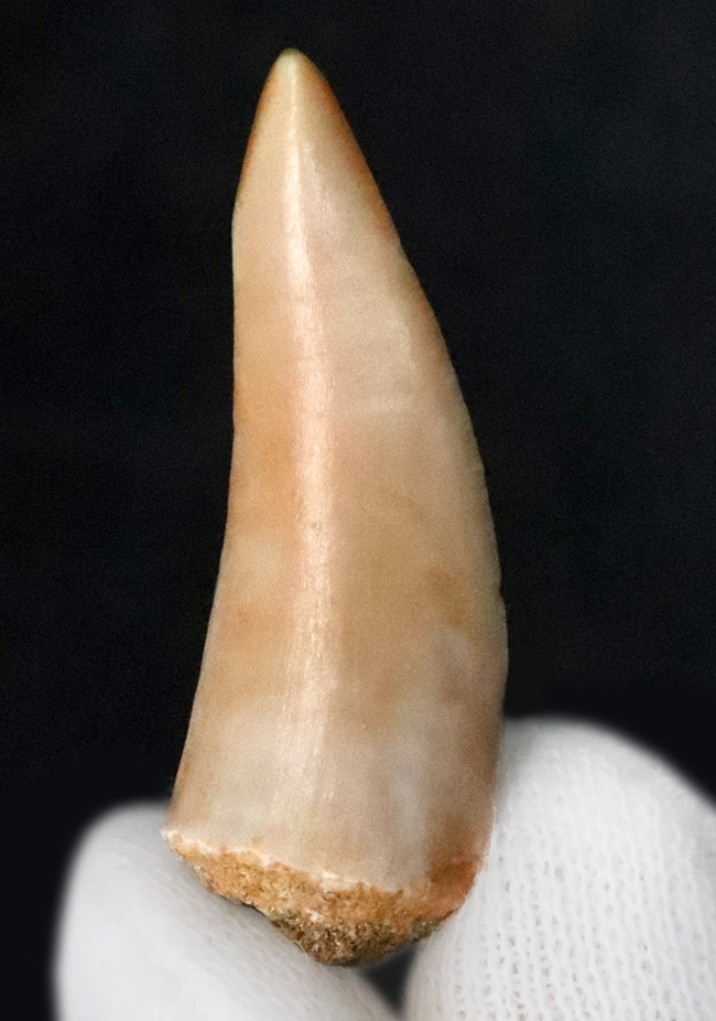 サーベル歯のニシン！？白亜紀の海の活発なハンター、古代魚エンコダス（Enchodus）の歯化石（その1）