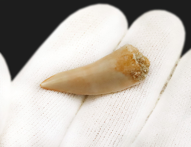 サーベル歯のニシン！？白亜紀の海の活発なハンター、古代魚エンコダス（Enchodus）の歯化石（その2）