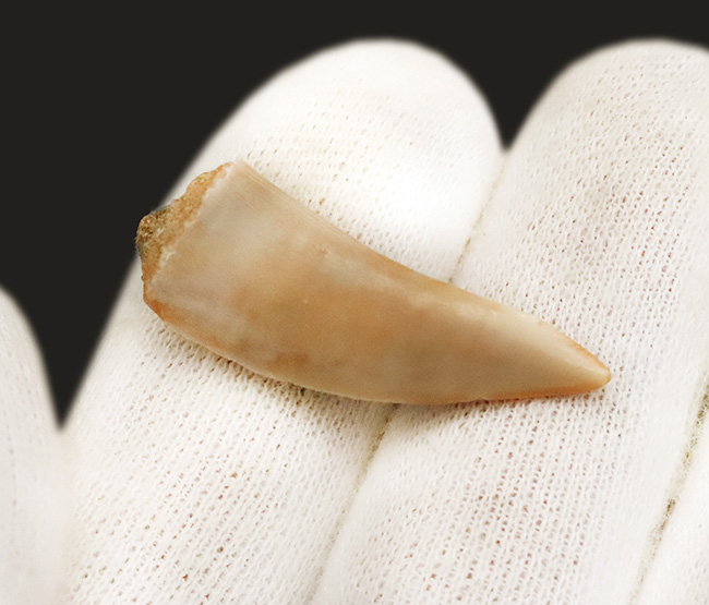 サーベル歯のニシン！？白亜紀の海の活発なハンター、古代魚エンコダス（Enchodus）の歯化石（その3）