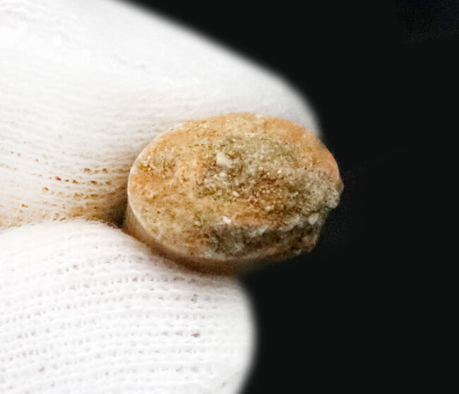 サーベル歯のニシン！？白亜紀の海の活発なハンター、古代魚エンコダス（Enchodus）の歯化石（その4）