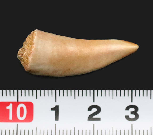 サーベル歯のニシン！？白亜紀の海の活発なハンター、古代魚エンコダス（Enchodus）の歯化石（その5）