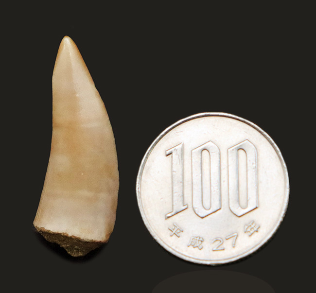 サーベル歯のニシン！？白亜紀の海の活発なハンター、古代魚エンコダス（Enchodus）の歯化石（その6）