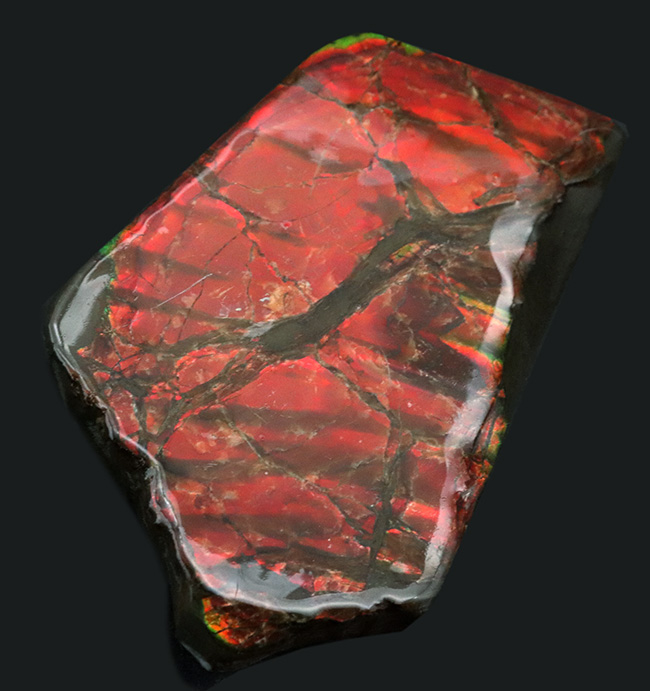 ＢＩＧサイズ、１１センチ超え！真紅を呈する上質のアンモライト（Ammolite）のピース（その1）