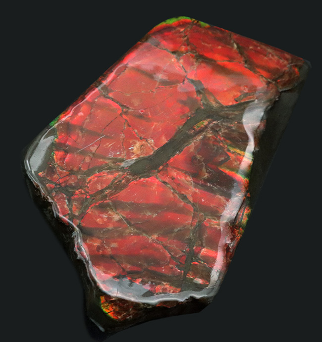BIGサイズ、11センチ超え!真紅を呈する上質のアンモライト(Ammolite)のピース(その1)