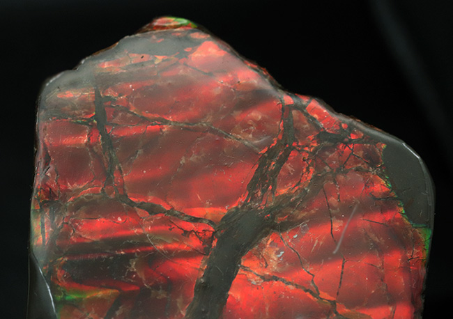 ＢＩＧサイズ、１１センチ超え！真紅を呈する上質のアンモライト（Ammolite）のピース（その3）
