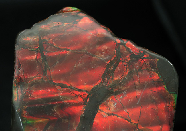 BIGサイズ、11センチ超え!真紅を呈する上質のアンモライト(Ammolite)のピース(その3)
