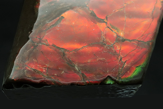 BIGサイズ、11センチ超え!真紅を呈する上質のアンモライト(Ammolite)のピース(その5)