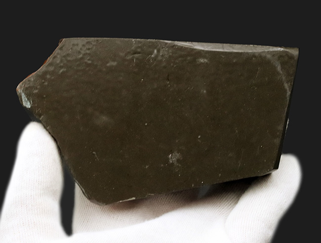 BIGサイズ、11センチ超え!真紅を呈する上質のアンモライト(Ammolite)のピース(その6)