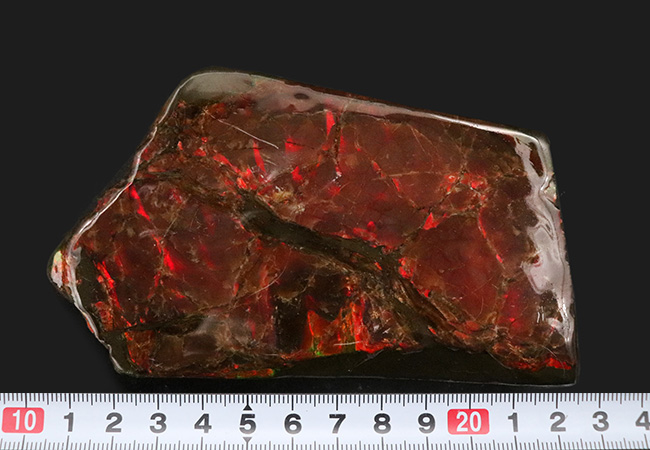 BIGサイズ、11センチ超え!真紅を呈する上質のアンモライト(Ammolite)のピース(その8)