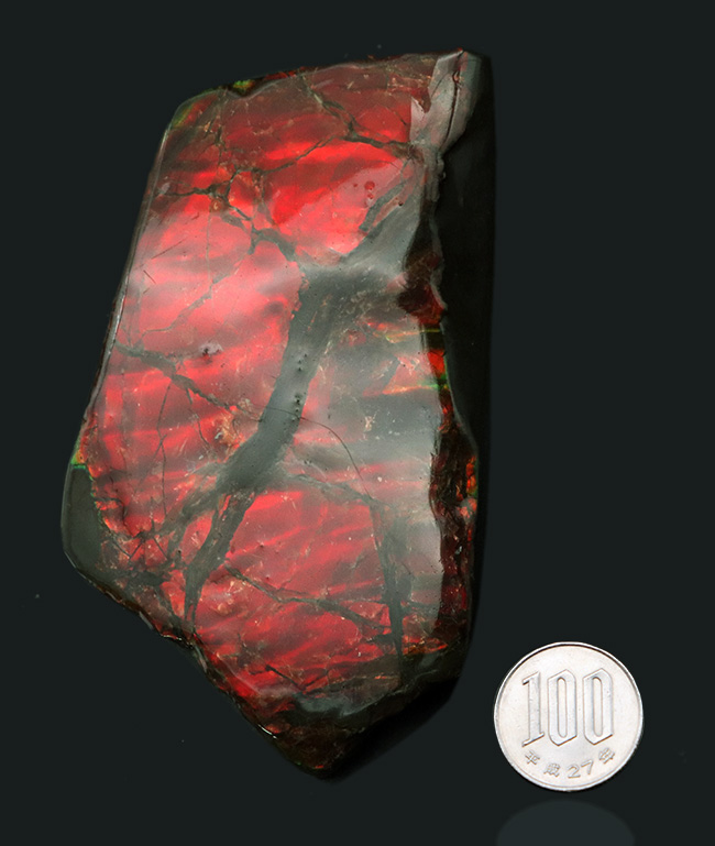 BIGサイズ、11センチ超え!真紅を呈する上質のアンモライト(Ammolite)のピース(その9)