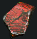 ＢＩＧサイズ、１１センチ超え！真紅を呈する上質のアンモライト（Ammolite）のピース