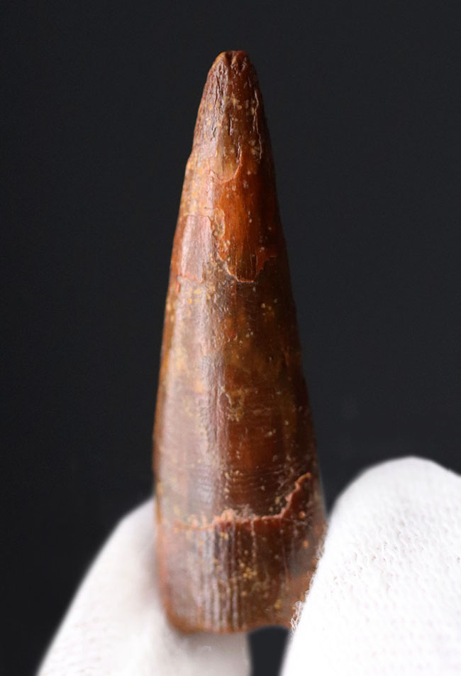 白亜紀の翼竜、シロッコプテリクス(Siroccopteryx moroccensis)歯化石(その1)
