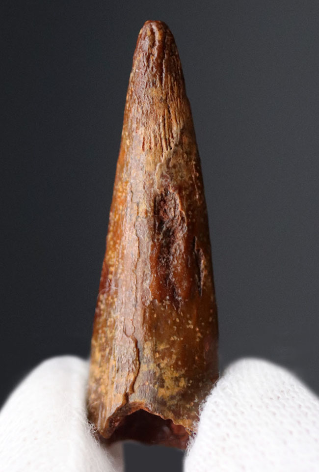白亜紀の翼竜、シロッコプテリクス(Siroccopteryx moroccensis)歯化石(その2)