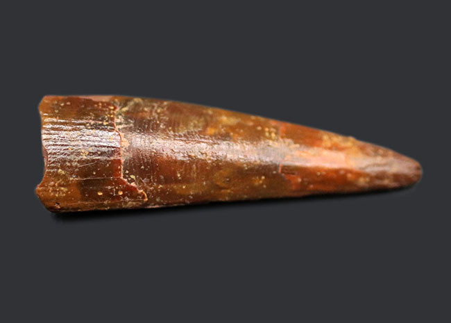 白亜紀の翼竜、シロッコプテリクス(Siroccopteryx moroccensis)歯化石(その3)