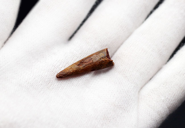 白亜紀の翼竜、シロッコプテリクス(Siroccopteryx moroccensis)歯化石(その4)