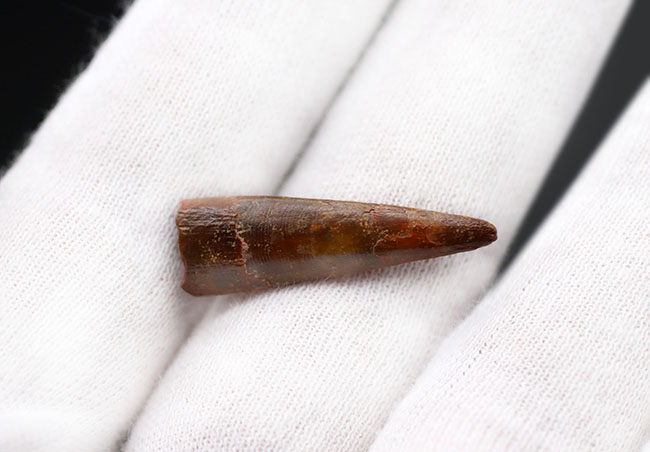 白亜紀の翼竜、シロッコプテリクス(Siroccopteryx moroccensis)歯化石(その5)