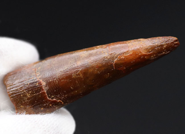 白亜紀の翼竜、シロッコプテリクス(Siroccopteryx moroccensis)歯化石(その6)