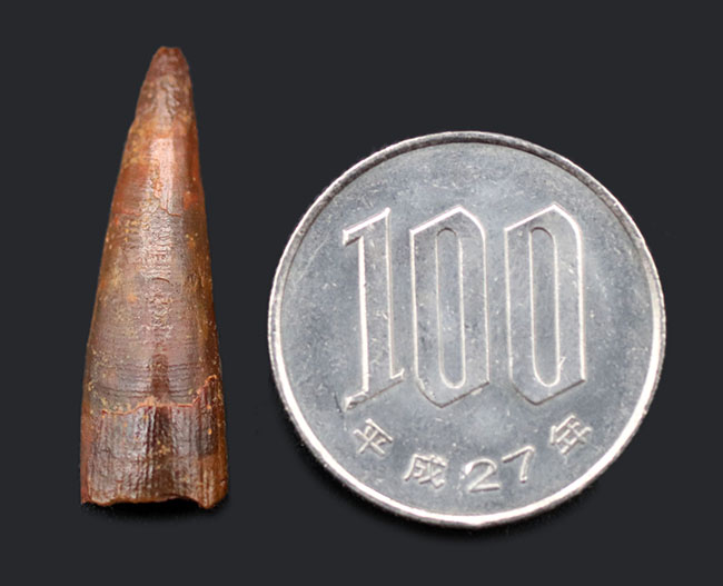 白亜紀の翼竜、シロッコプテリクス(Siroccopteryx moroccensis)歯化石(その7)