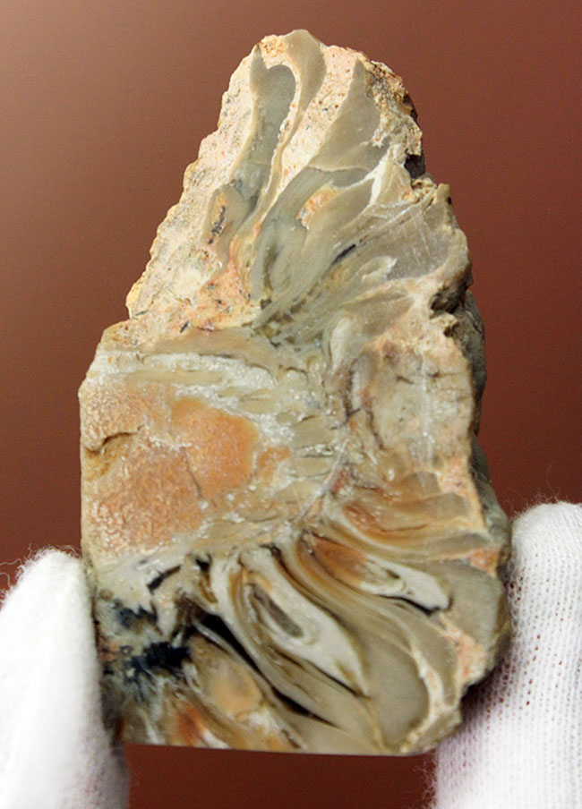 恐竜時代の針葉樹ナンヨウスギ(Araucaria sp.)の球果(マツでいうところのマツボックリ)の化石(その1)