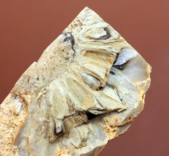 恐竜時代の針葉樹ナンヨウスギ（Araucaria sp.）の球果（マツでいうところのマツボックリ）の化石（その10）