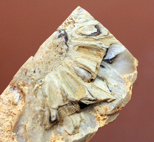 恐竜時代の針葉樹ナンヨウスギ(Araucaria sp.)の球果(マツでいうところのマツボックリ)の化石(その10)