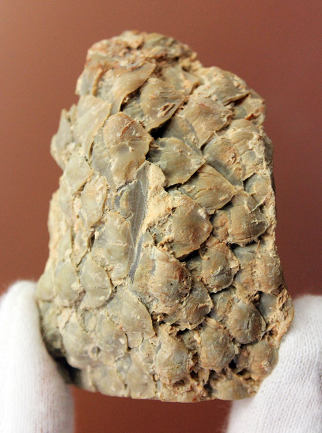 恐竜時代の針葉樹ナンヨウスギ(Araucaria sp.)の球果(マツでいうところのマツボックリ)の化石(その2)