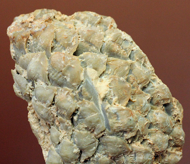 恐竜時代の針葉樹ナンヨウスギ(Araucaria sp.)の球果(マツでいうところのマツボックリ)の化石(その3)