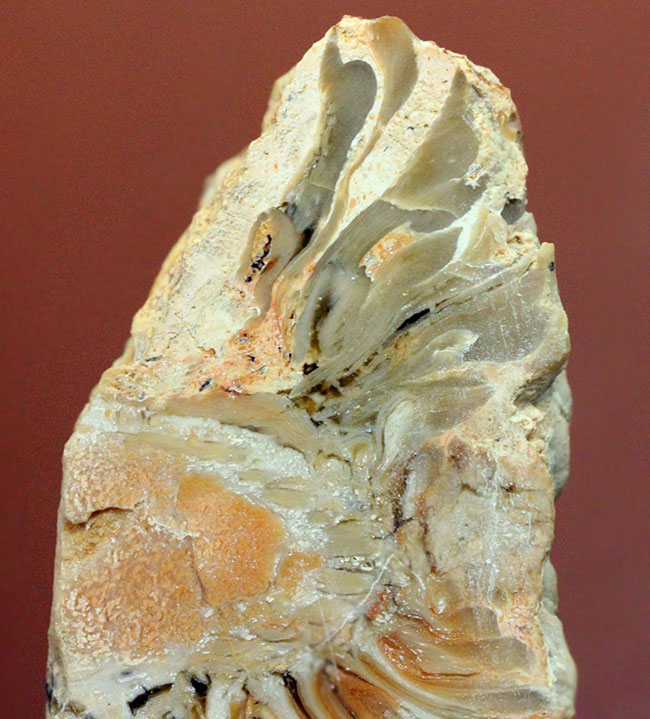 恐竜時代の針葉樹ナンヨウスギ（Araucaria sp.）の球果（マツでいうところのマツボックリ）の化石（その4）