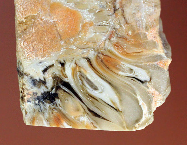恐竜時代の針葉樹ナンヨウスギ（Araucaria sp.）の球果（マツでいうところのマツボックリ）の化石（その5）