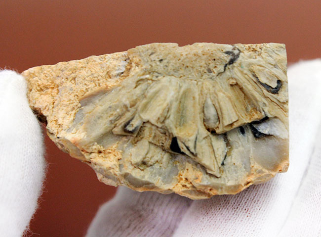 恐竜時代の針葉樹ナンヨウスギ(Araucaria sp.)の球果(マツでいうところのマツボックリ)の化石(その6)
