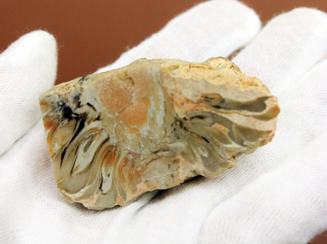 恐竜時代の針葉樹ナンヨウスギ(Araucaria sp.)の球果(マツでいうところのマツボックリ)の化石(その7)