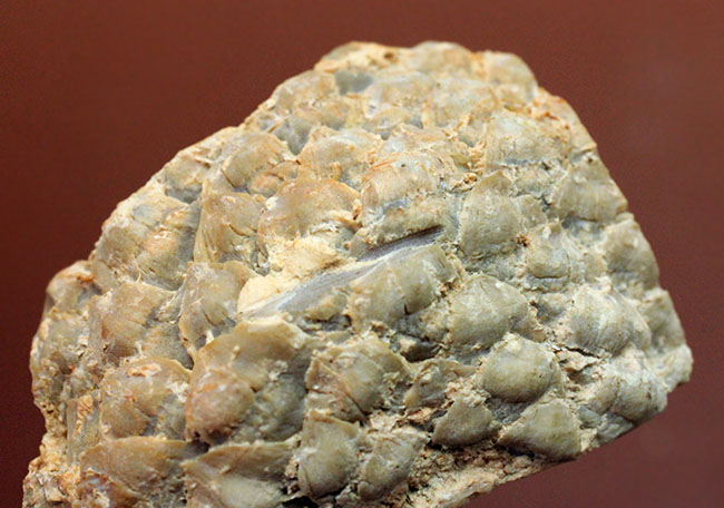 恐竜時代の針葉樹ナンヨウスギ（Araucaria sp.）の球果（マツでいうところのマツボックリ）の化石（その8）