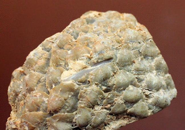 恐竜時代の針葉樹ナンヨウスギ(Araucaria sp.)の球果(マツでいうところのマツボックリ)の化石(その8)