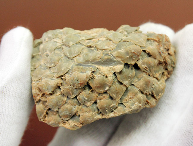 恐竜時代の針葉樹ナンヨウスギ(Araucaria sp.)の球果(マツでいうところのマツボックリ)の化石(その9)