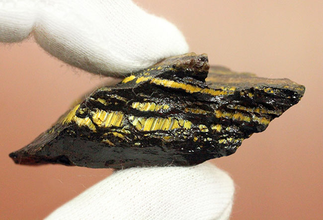 限りなく最古(35億年前)に近いストロマトライト(Stromatolite)。地球に酸素を生み出したシアノバクテリアの痕跡。(その10)
