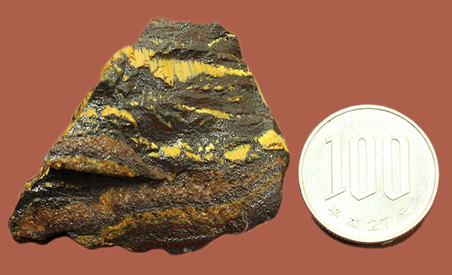 限りなく最古（３５億年前）に近いストロマトライト（Stromatolite）。地球に酸素を生み出したシアノバクテリアの痕跡。（その11）