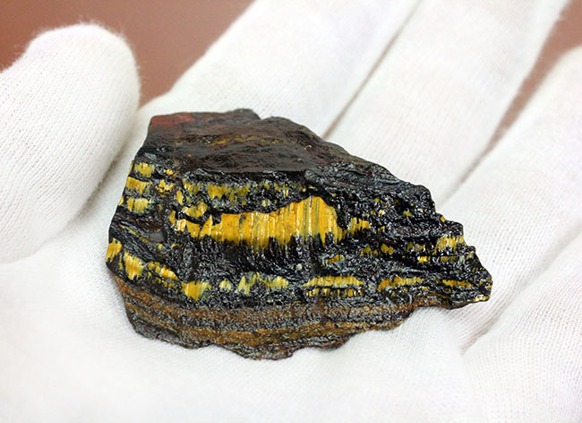 限りなく最古（３５億年前）に近いストロマトライト（Stromatolite）。地球に酸素を生み出したシアノバクテリアの痕跡。（その4）
