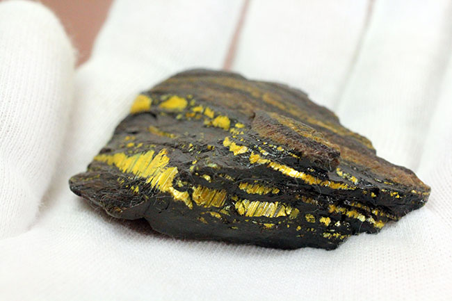 限りなく最古(35億年前)に近いストロマトライト(Stromatolite)。地球に酸素を生み出したシアノバクテリアの痕跡。(その5)