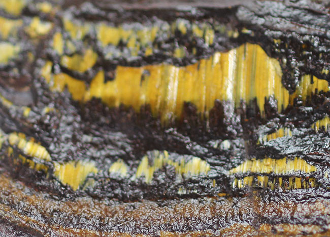 限りなく最古（３５億年前）に近いストロマトライト（Stromatolite）。地球に酸素を生み出したシアノバクテリアの痕跡。（その6）