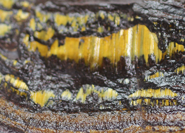 限りなく最古(35億年前)に近いストロマトライト(Stromatolite)。地球に酸素を生み出したシアノバクテリアの痕跡。(その6)
