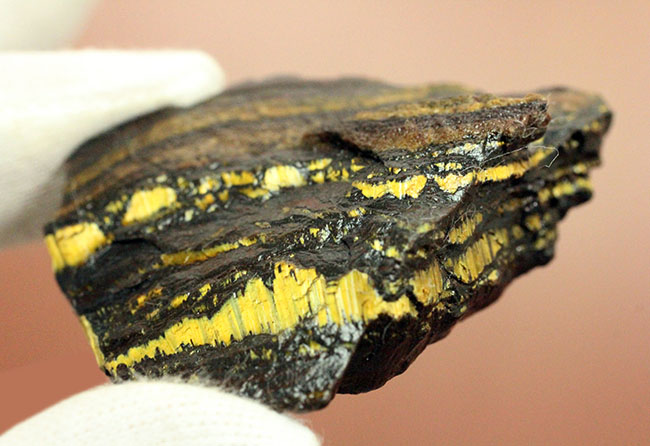 限りなく最古(35億年前)に近いストロマトライト(Stromatolite)。地球に酸素を生み出したシアノバクテリアの痕跡。(その8)