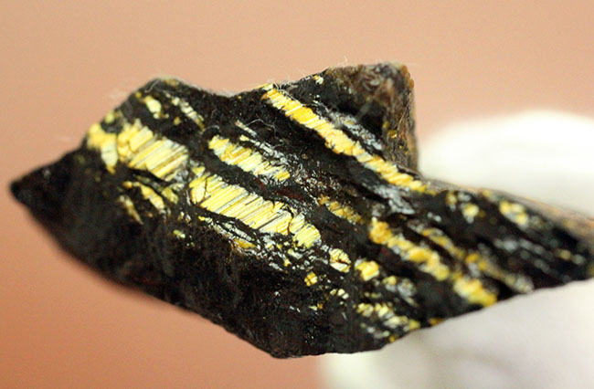 限りなく最古（３５億年前）に近いストロマトライト（Stromatolite）。地球に酸素を生み出したシアノバクテリアの痕跡。（その9）