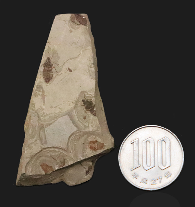 熱河生物群化石図譜 : 羽毛恐竜の時代 熱河生物群化石図譜 : 羽毛恐竜の時代