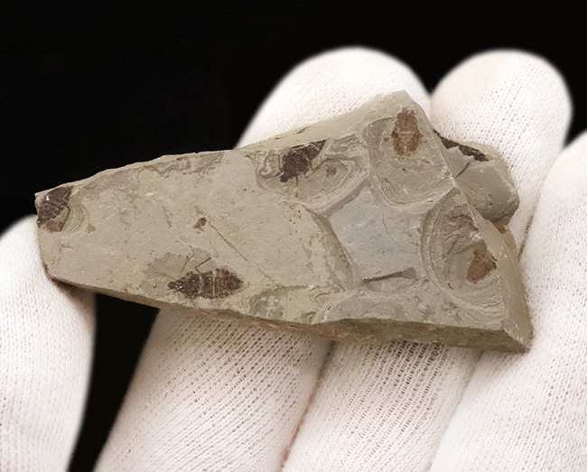 熱河生物群に属する、恐竜時代の昆虫が複数保存されたマルチプレート