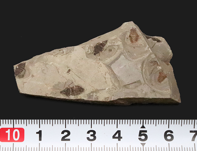 熱河生物群に属する、恐竜時代の昆虫が複数保存されたマルチプレート