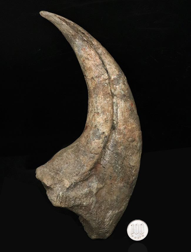 これぞワールドクラス！一生の宝物！化石セブンの社史に残る逸品！スコミムス・テレネンシス（Suchomimus tenerensis）の、恐るべきサイズを誇る、ハンドクロウの化石（その11）