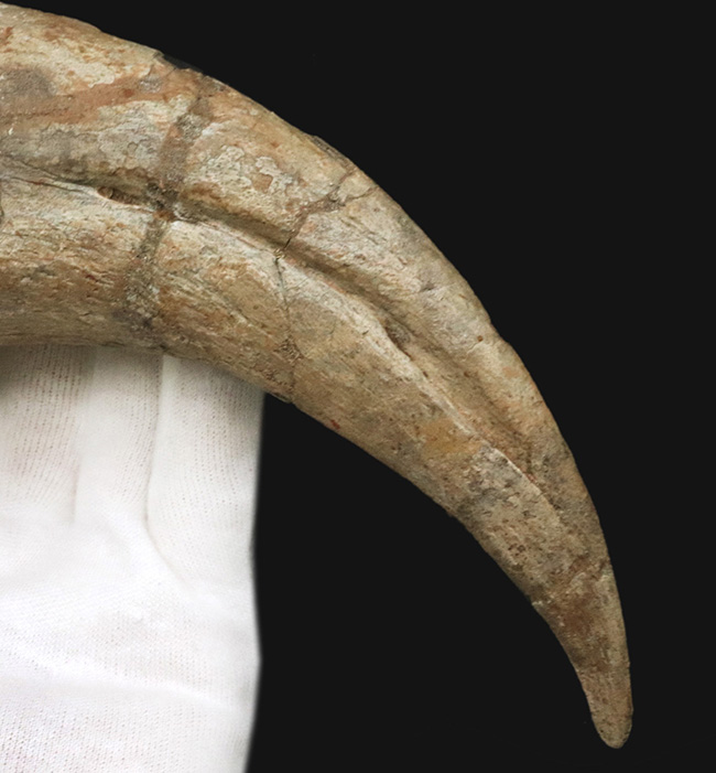 これぞワールドクラス！一生の宝物！化石セブンの社史に残る逸品