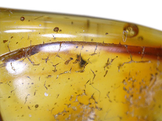 約4000万年前の世界がここに詰まっています!厚みのある、バルト海産虫入り琥珀(その10)